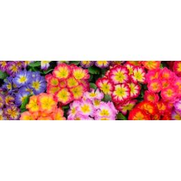 PRIMULA ACAULIS ORIENT MIX 240 Plantas