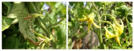 Cuajado del Tomate ¿Por qué se caen las flores?