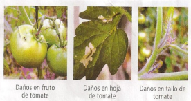 Polilla del Tomate. Control de Tuta Absoluta