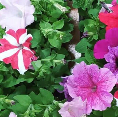 Petunias disponibles en la tienda Fito Agrícola